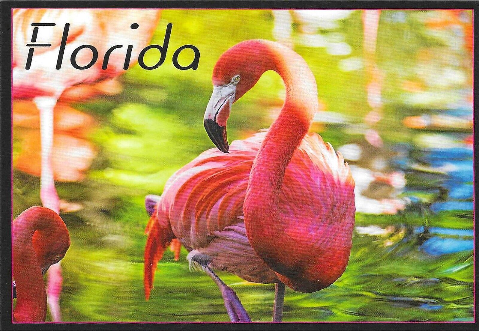 Florida Chrome Postcard Flamingos