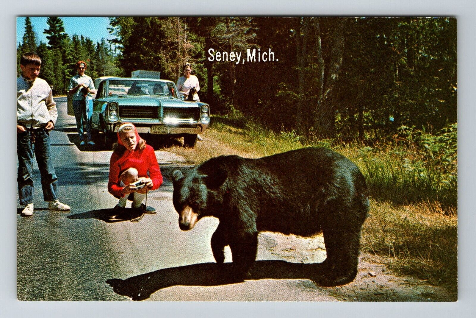 Seney MI-Michigan, Black Bear In The Road, Wildlife, Vintage Postcard