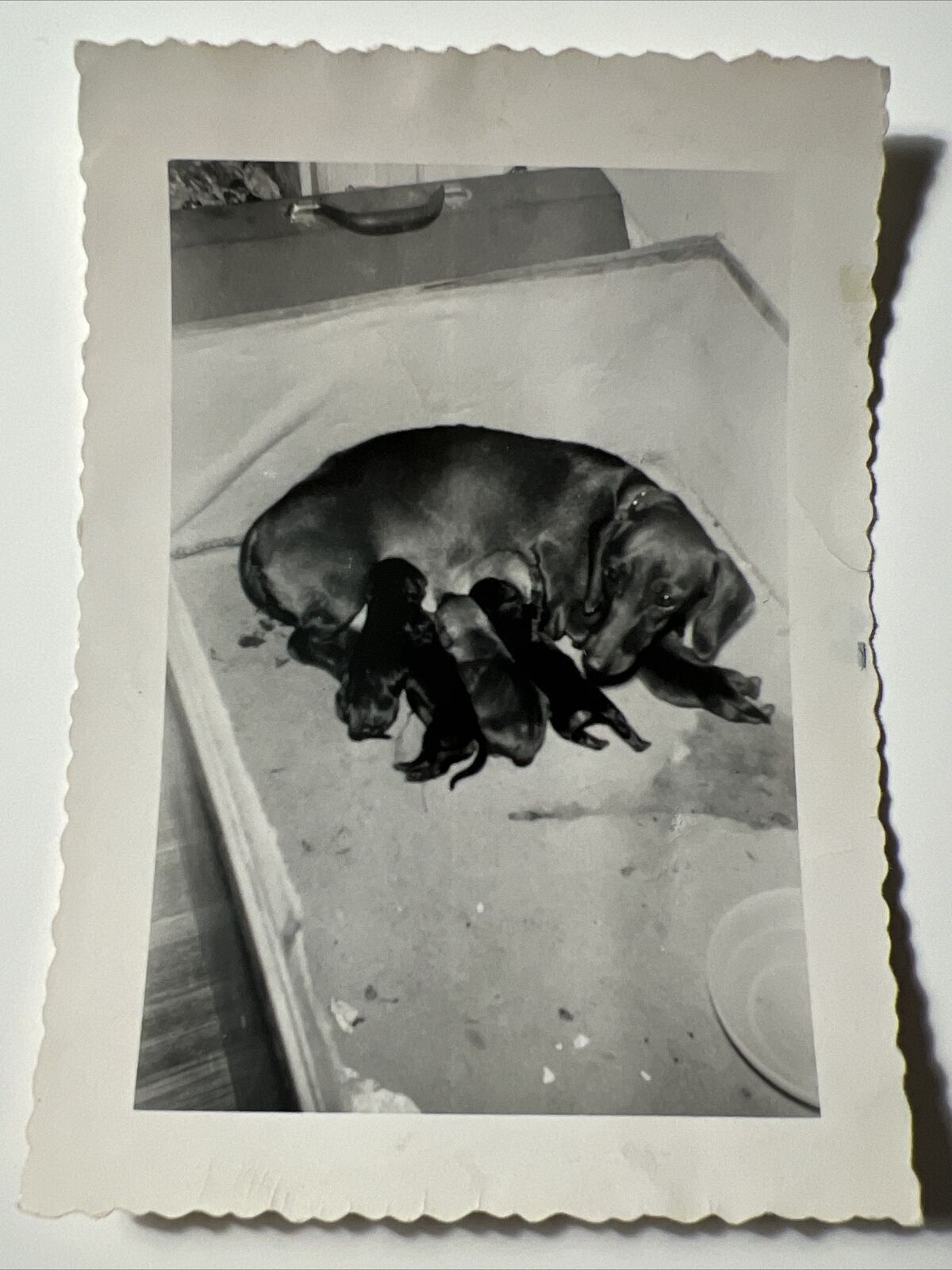 1950s DACHSHUND momma with Litter of PUPPIES Weenie DOG vintage Photo Snapshot