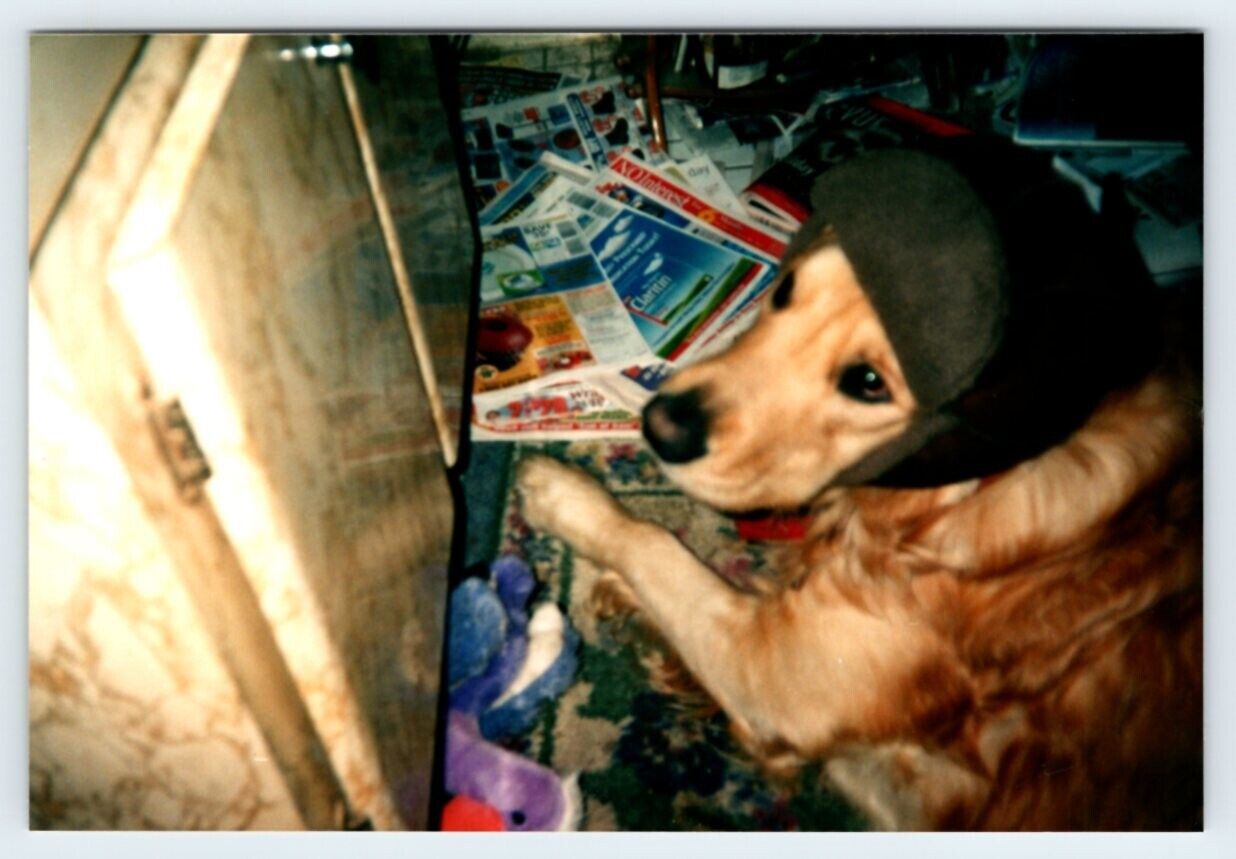 Vintage Photo Golden Retriver Dog Wearing Winter Hat 1990\'s Found Art R162B
