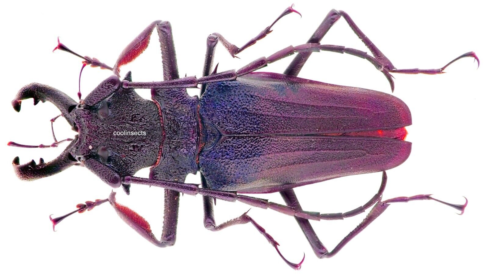 Insect - PRIONINAE Psalidognathus superbus - C. Peru - Male 65mm+ ....