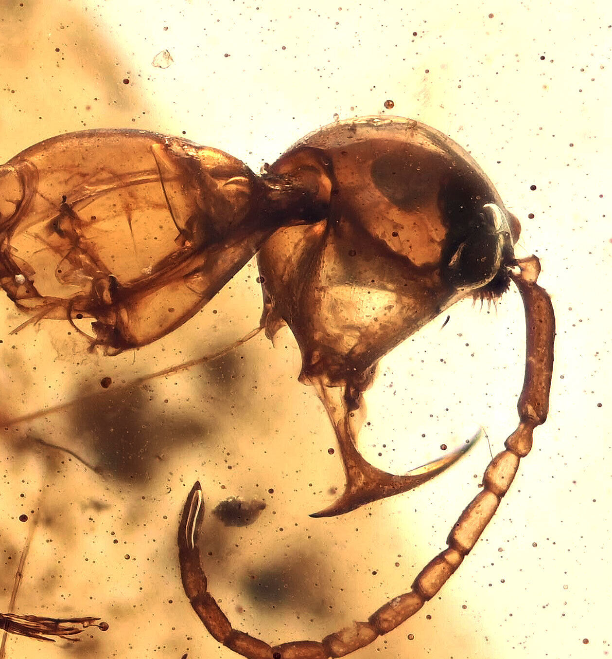 RARE Haidomyrmex (Hell Ant), Fossil inclusion in Burmese Amber