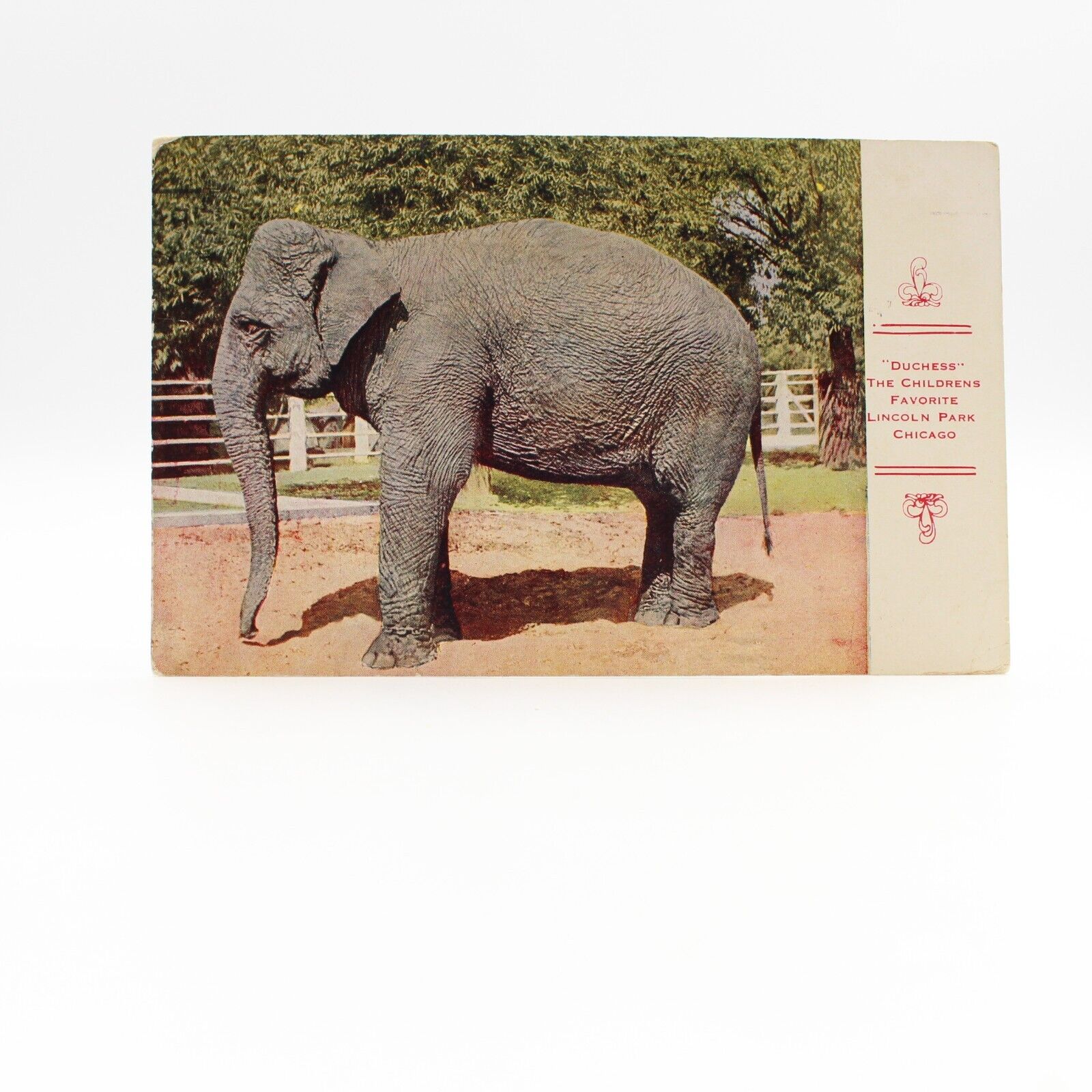 CHICAGO, Illinois IL   ELEPHANT DUCHESS Lincoln Park Zoo  1912 Animal Postcard
