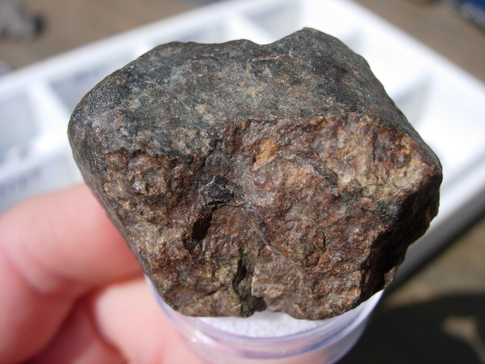 31.9 grams NWA 869 Meteorite ( class L3-6 ) as found individual with a COA