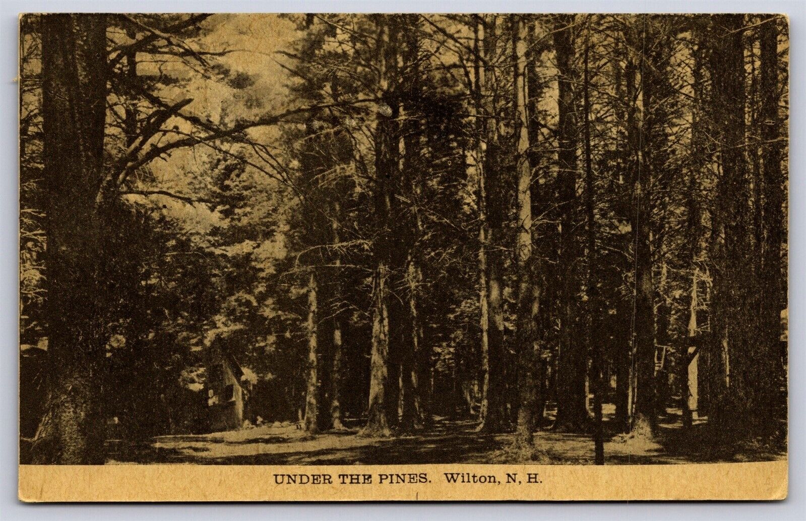 NH Wilton, Under the Pines, Nature Scene, Trees, DB Unposted