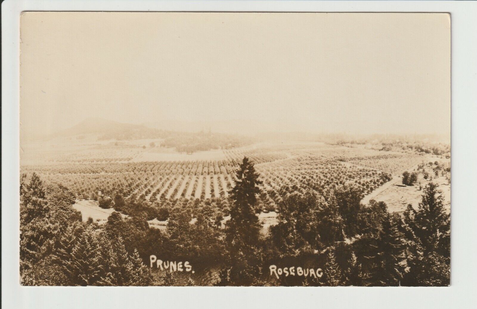 Roseburg Oregon RPPC Prune Trees farm 1910s era Real Photo Postcard OR UN-POSTED