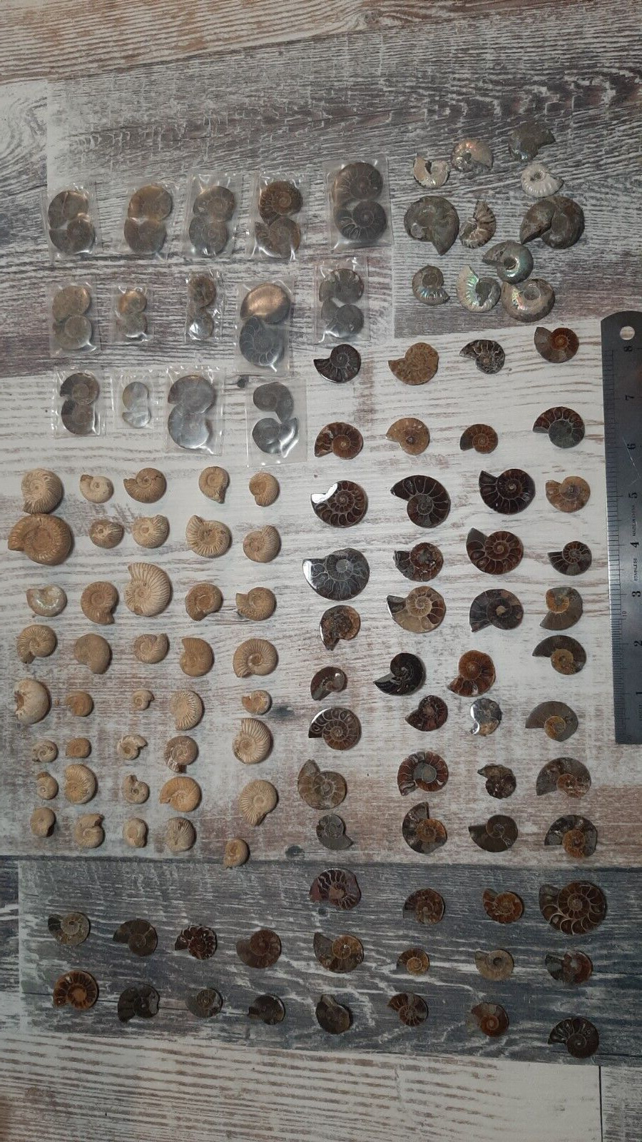 135 Piece Lot Mini Ammonite Fossil Specimens From Madagascar 