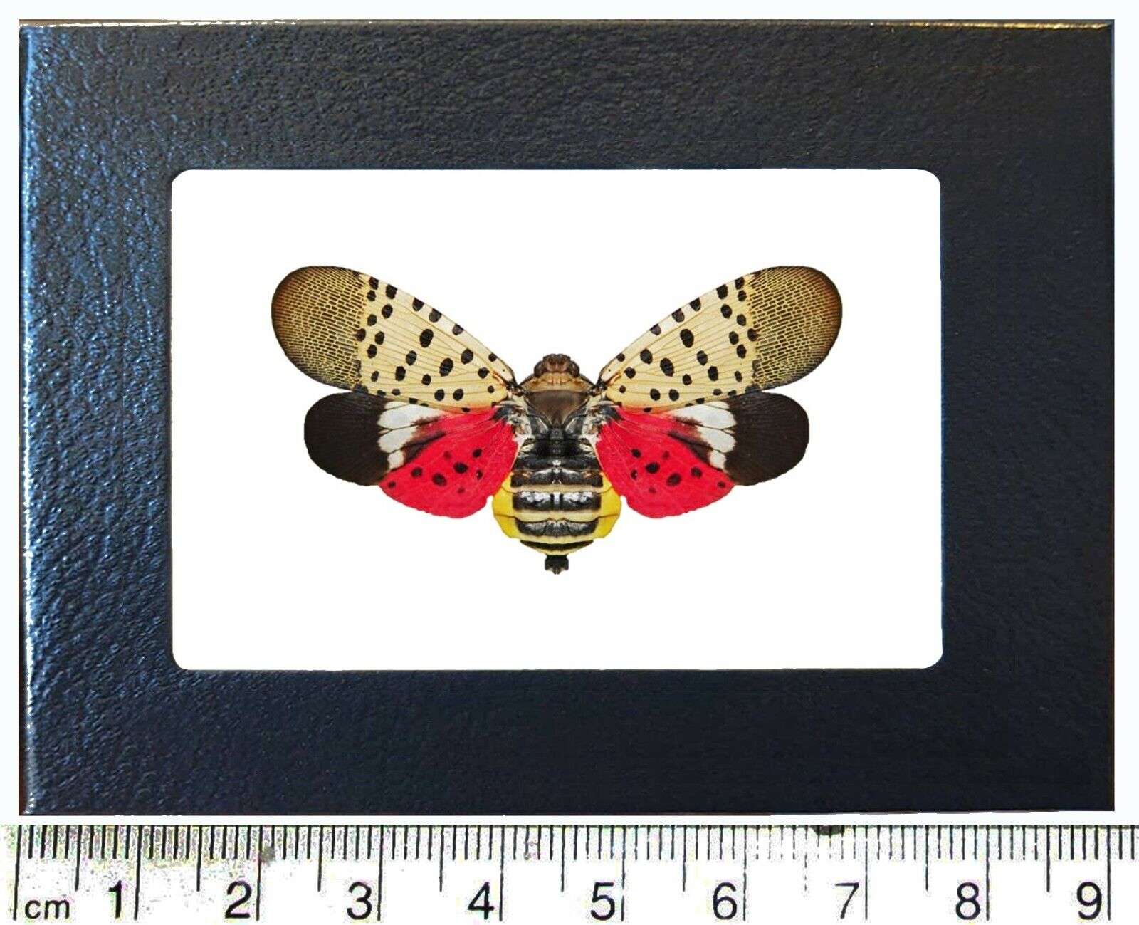 Lycorma delicatula red pink spotted lanternfly USA framed