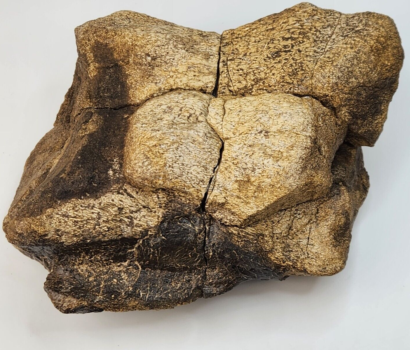 Camarasaurus Caudal Vertebra Fossil - Personal Find - Morrison - Big Horn Co, WY
