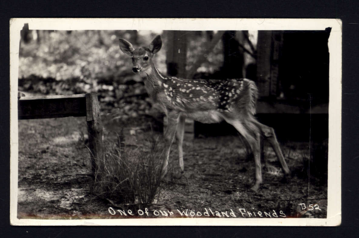 1941 RPPC * ONE of OUR WOODLAND FRIENDS posted to Detroit Mich. message stamp