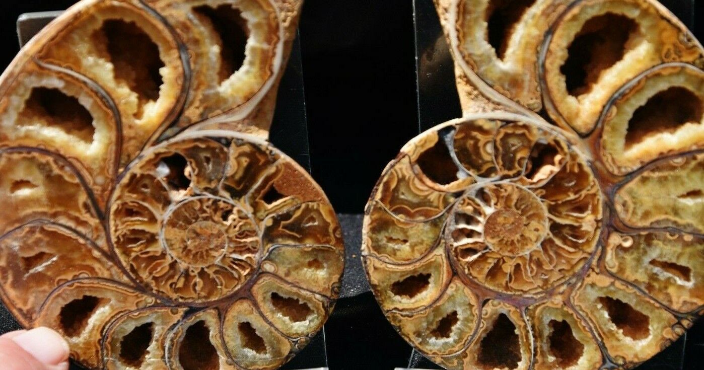 Cut Split Pair RARE ANAPUZOSIA Ammonite D-shaped LARGE 3.9\