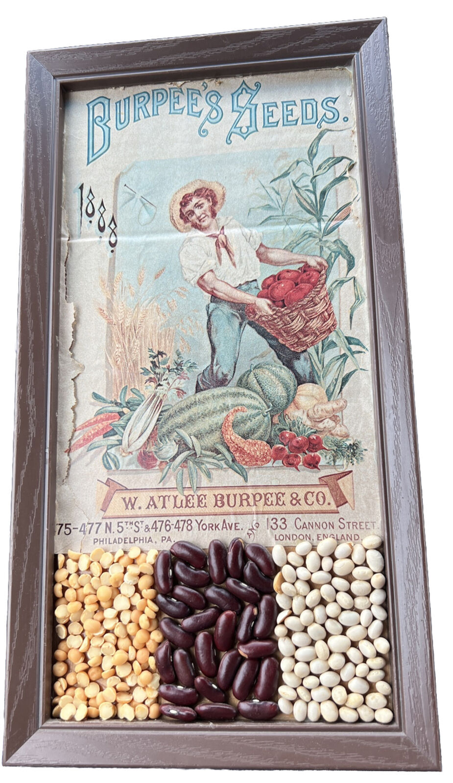 1888 Ad W. ATLEE BURPEE CO. PHIL., PA. BURPEE’S SEEDS Rare Has Real Seeds