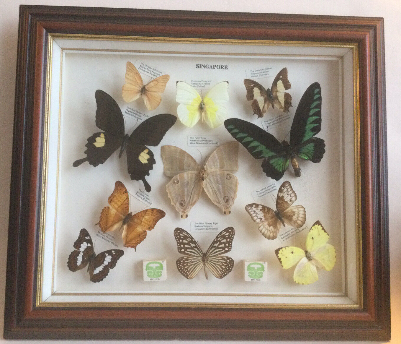 Vintage beautiful 11 framed named butterfly collection Singapore Butterflies 🦋