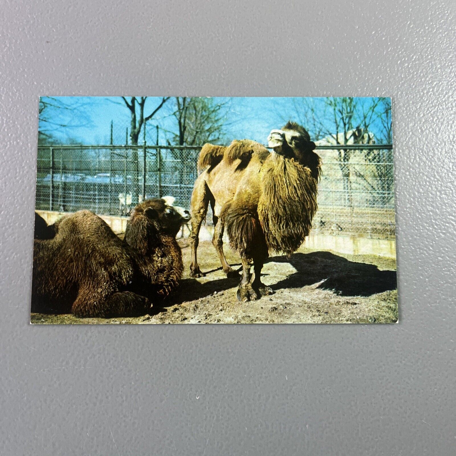 Bactrian Camels - National Zoological Park - Washington DC - Postcard