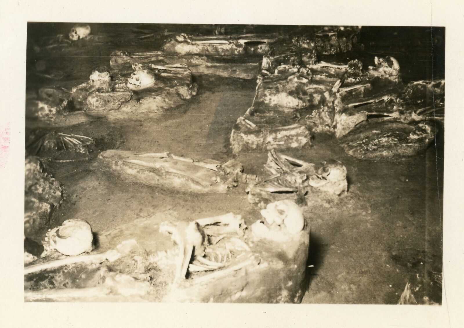 Human Skeletons Saint Augustine Florida 1930s Found Photo Original Vintage II