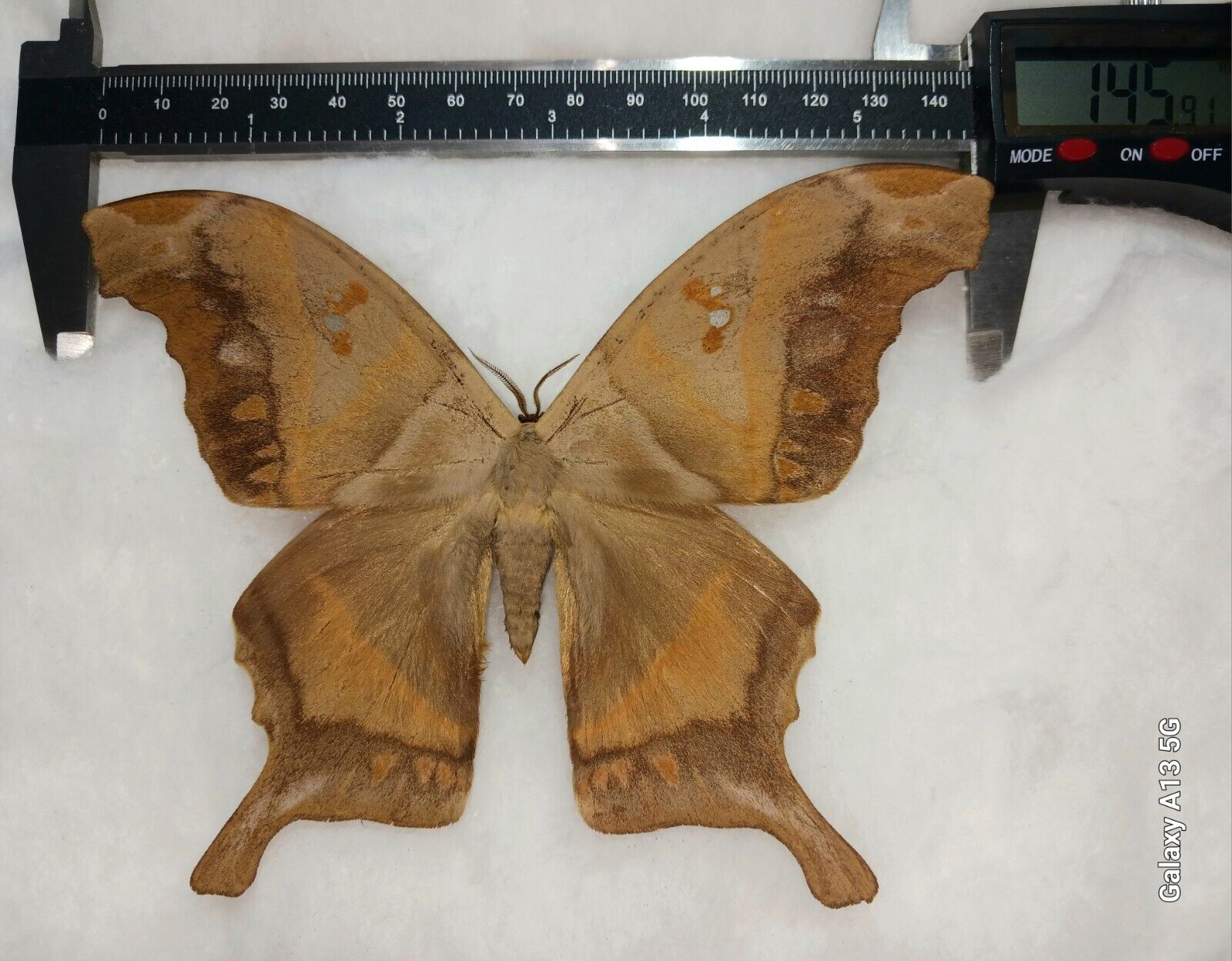 HUGE SATURNIIDAE RARE SP. BUTTERFLY MOTH MOUNTED RIKER FRAMED FROM PERU 145mm