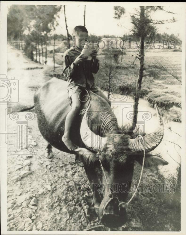 1969 Press Photo A North Vietnamese youngster rides a water buffalo to school