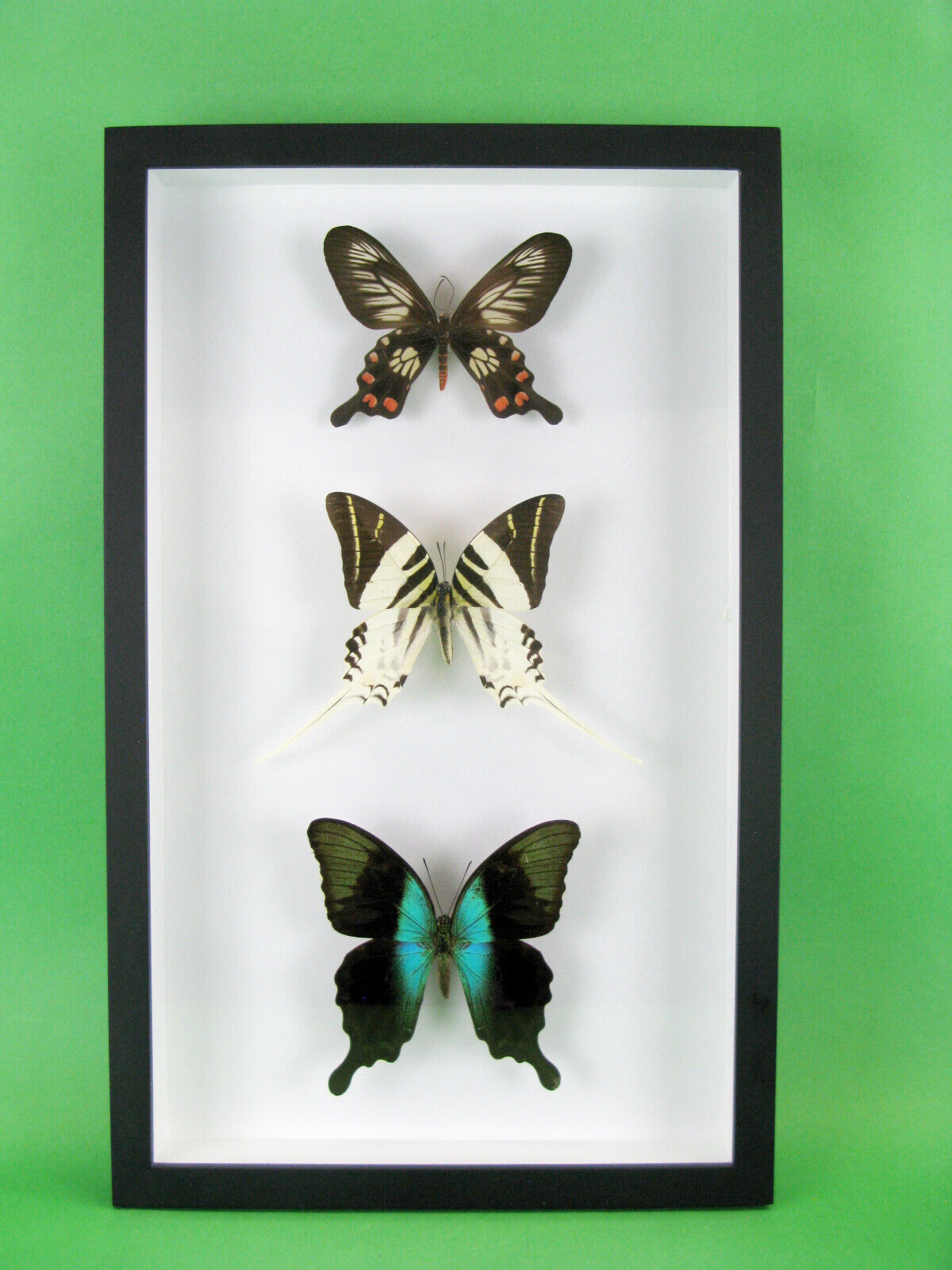 3 real beautiful and huge butterflies in the XXl showcase - single piece - 06