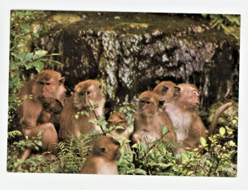 Vintage Postcard ANIMAL PRIMATES FAMILY GROUP AT MONKEY JUNGLE  UNPOSTED