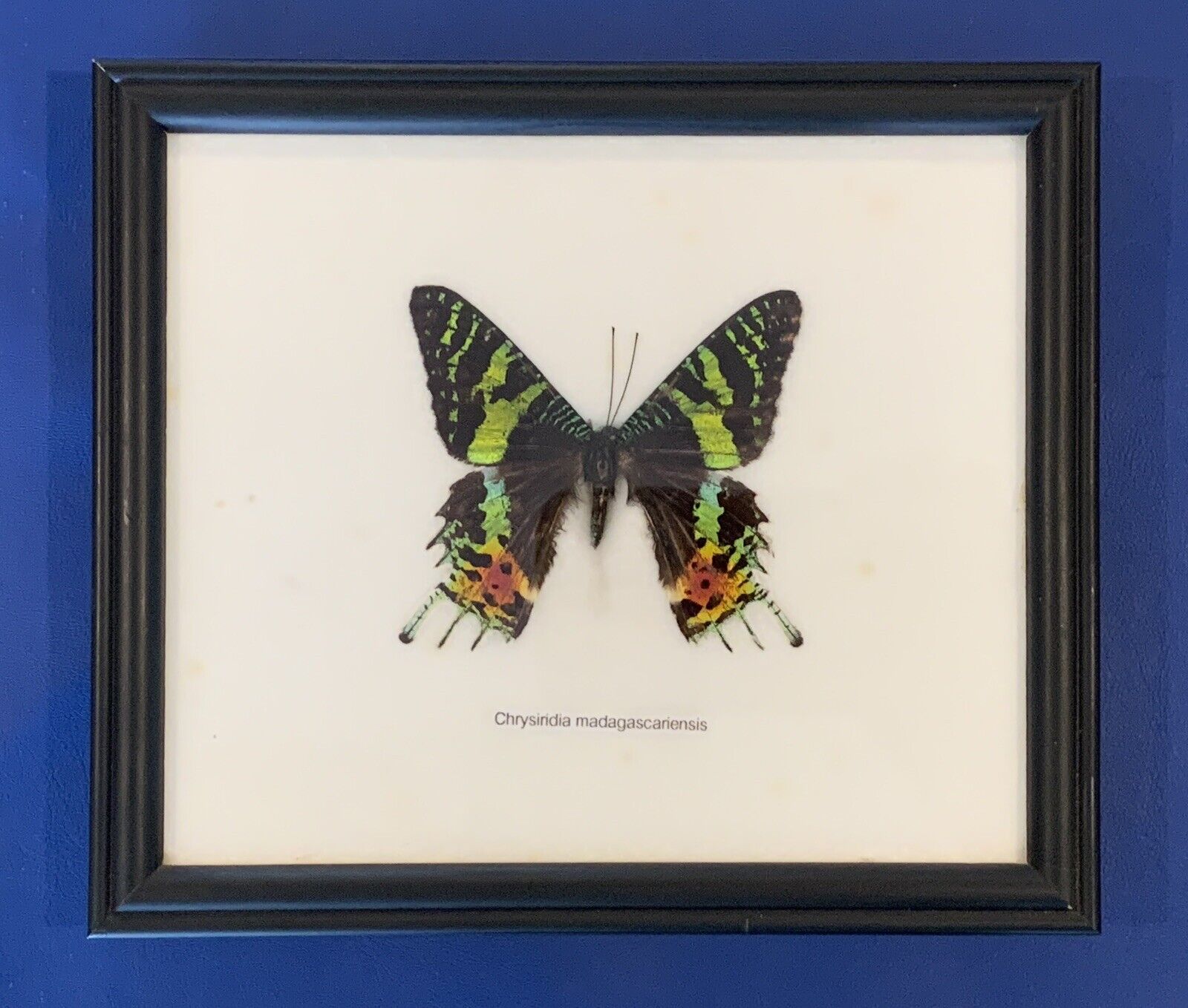 Madagascan Sunset Moth (Chrysiridia Rhipheus) Butterfly VTG framed 7”x 8”