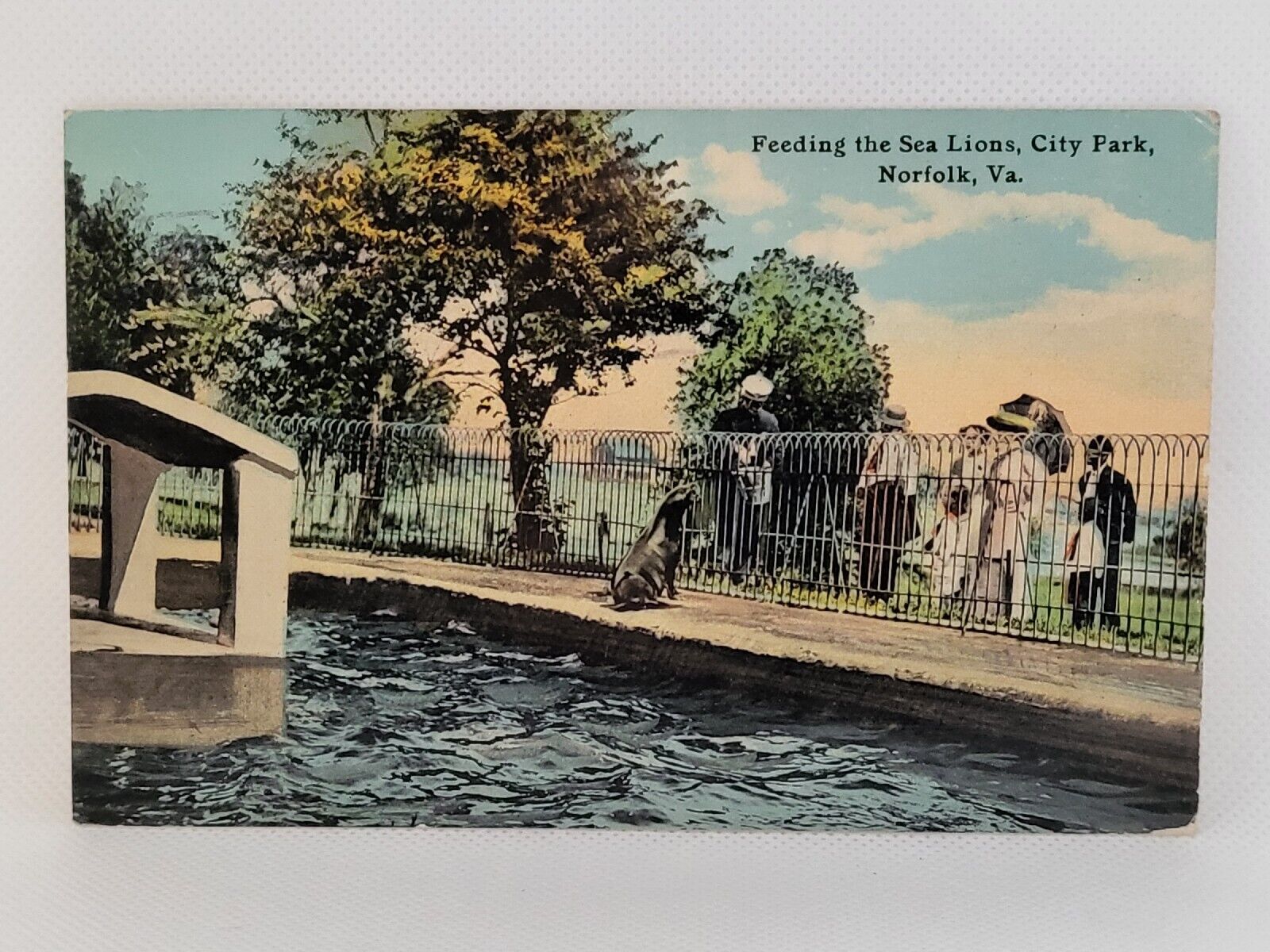 Postcard Feeding Sea Lions City Park Norfolk Virginia c1912
