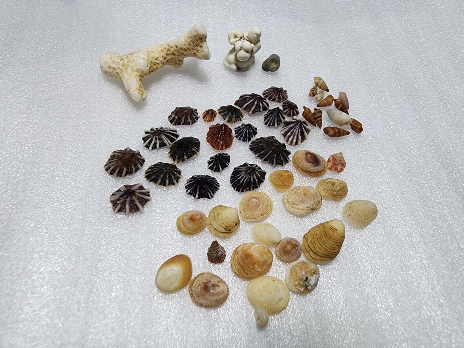Beach Shells From Kauai Hawaii - A Little Island Getaway - No Mess