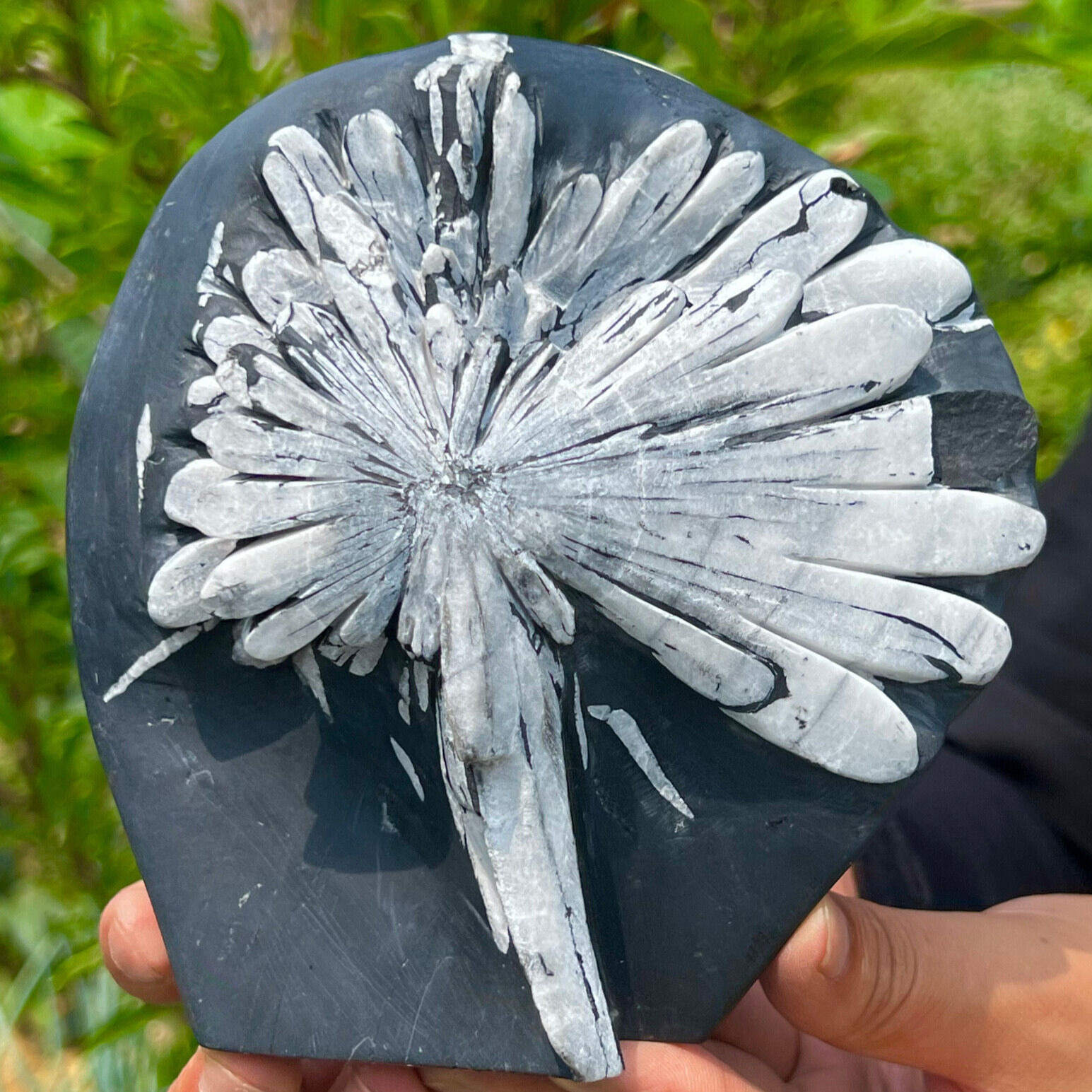 2.84LB Natural chrysanthemum stone quartz carving aura healing gift