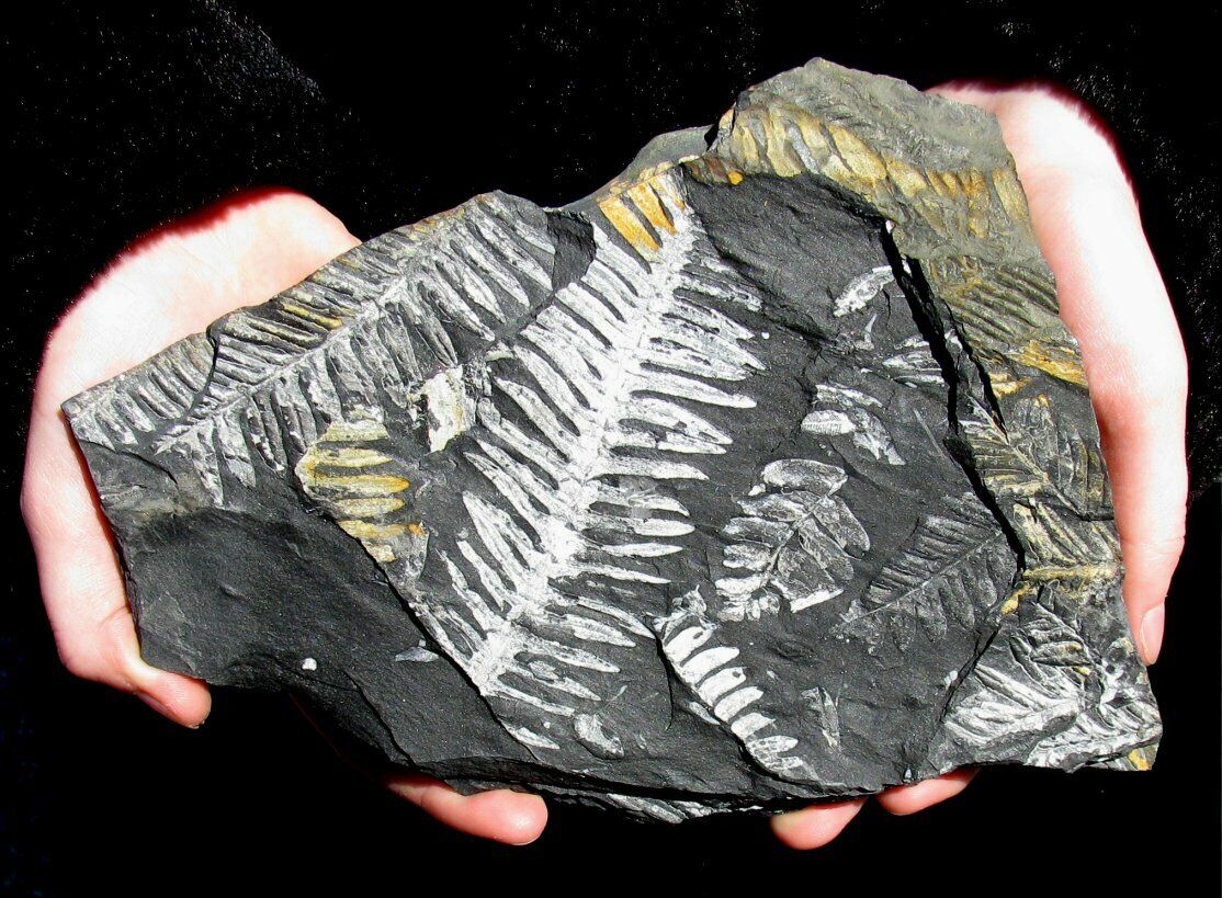 EXTINCTIONS- NICE, LARGE DETAILED MULTIPLE PLATE OF WHITE FERN FROND FOSSILS