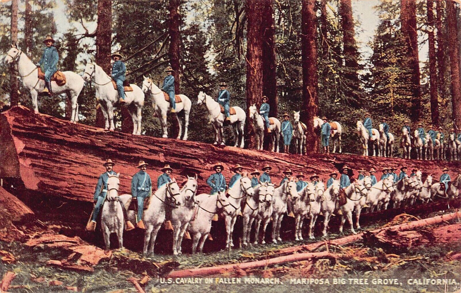 Yosemite Mariposa Grove Giant Sequoias Fallen Monarch Tree Army Vtg Postcard A54