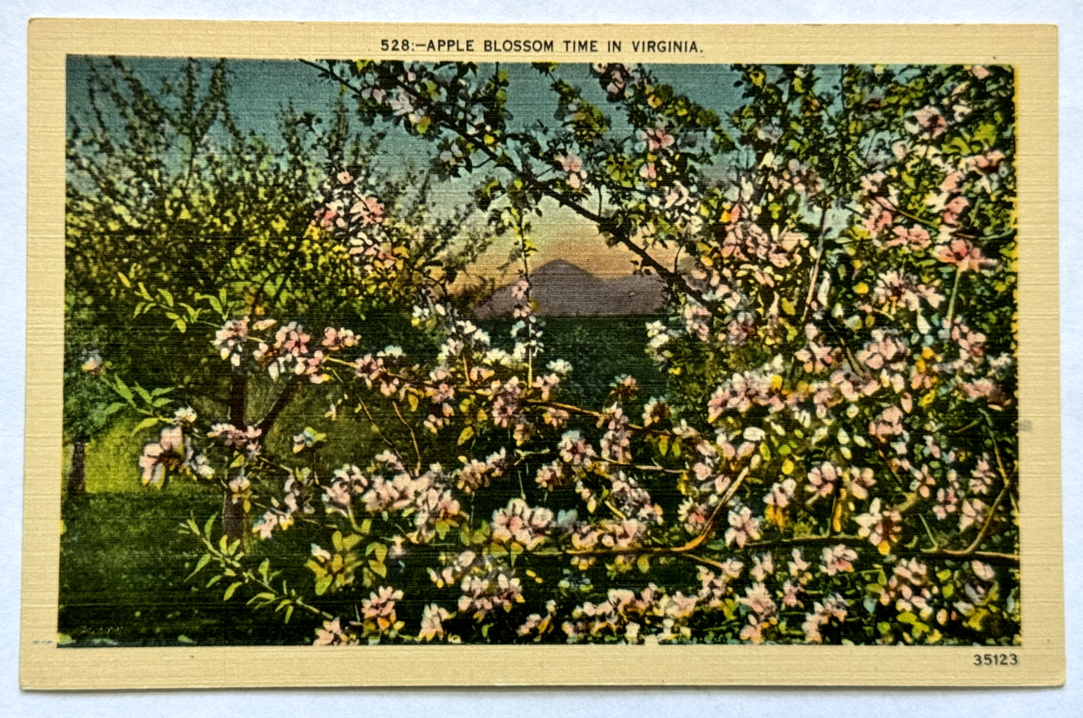 Apple Blossom Time in Virginia VA Floral Mountain Vintage Linen Postcard