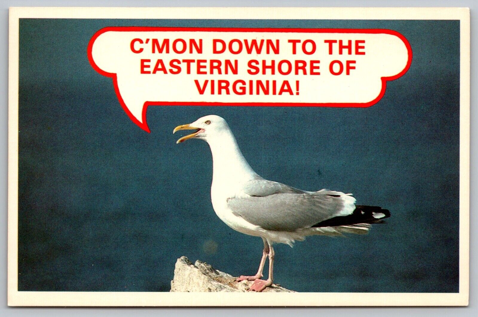 Hello Virginia Eastern Shore Sea Gull Bird Animal Plastichrome Vintage Postcard