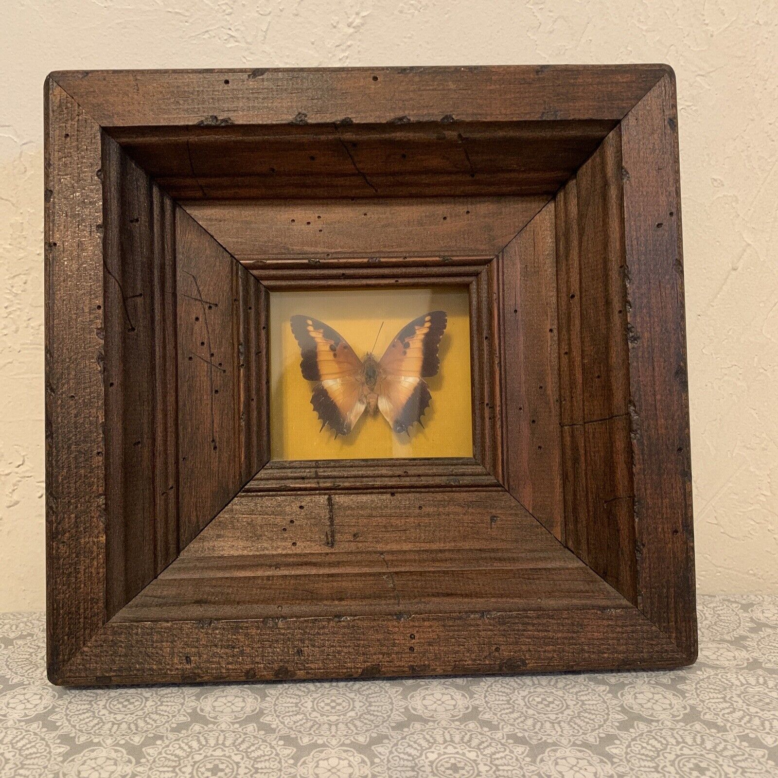 Vintage Butterfly Pollux Taxadermy Square Wooden Frame Origin Africa