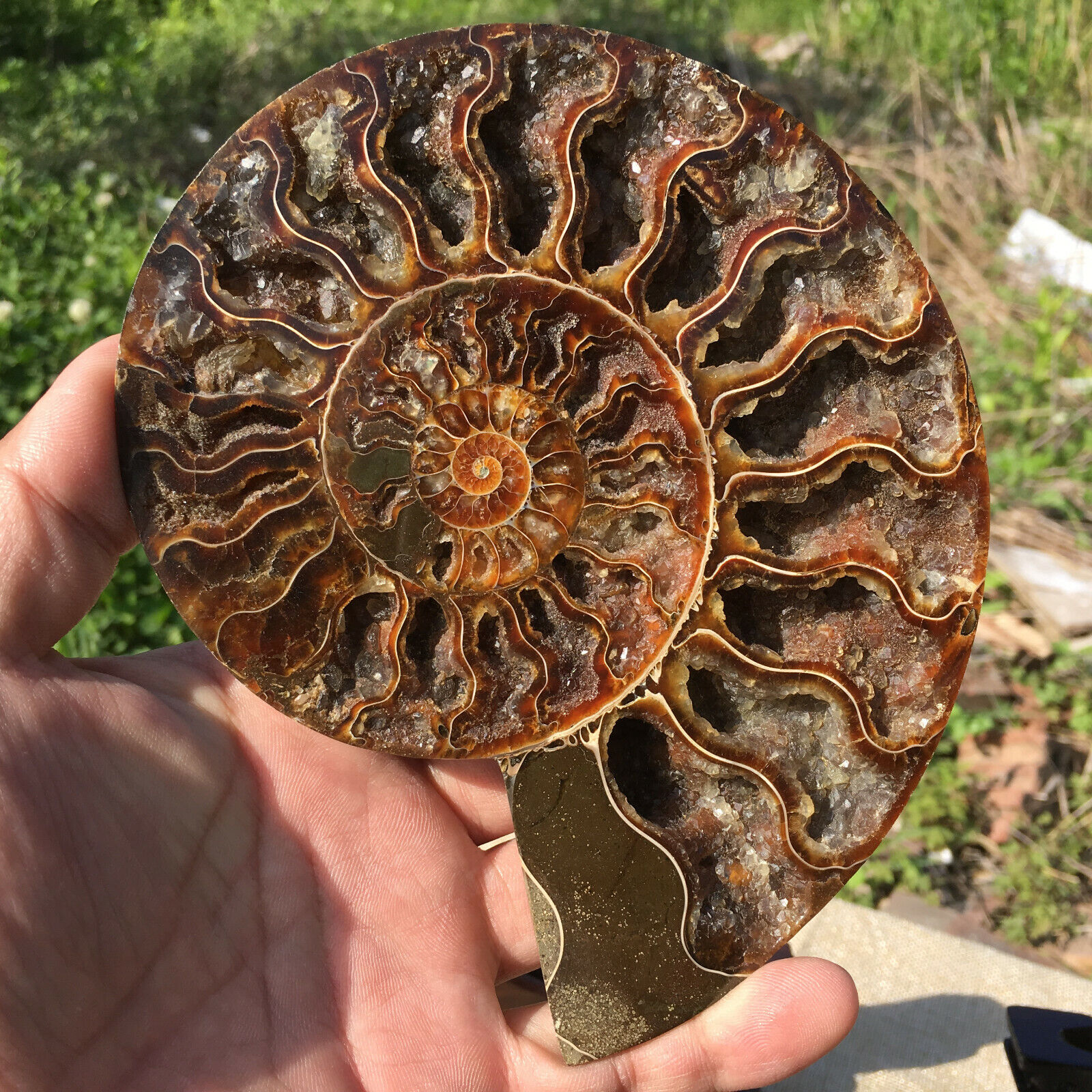 A pair of Natural ammonite fossil conch Crystal specimen healing+stand 1PC