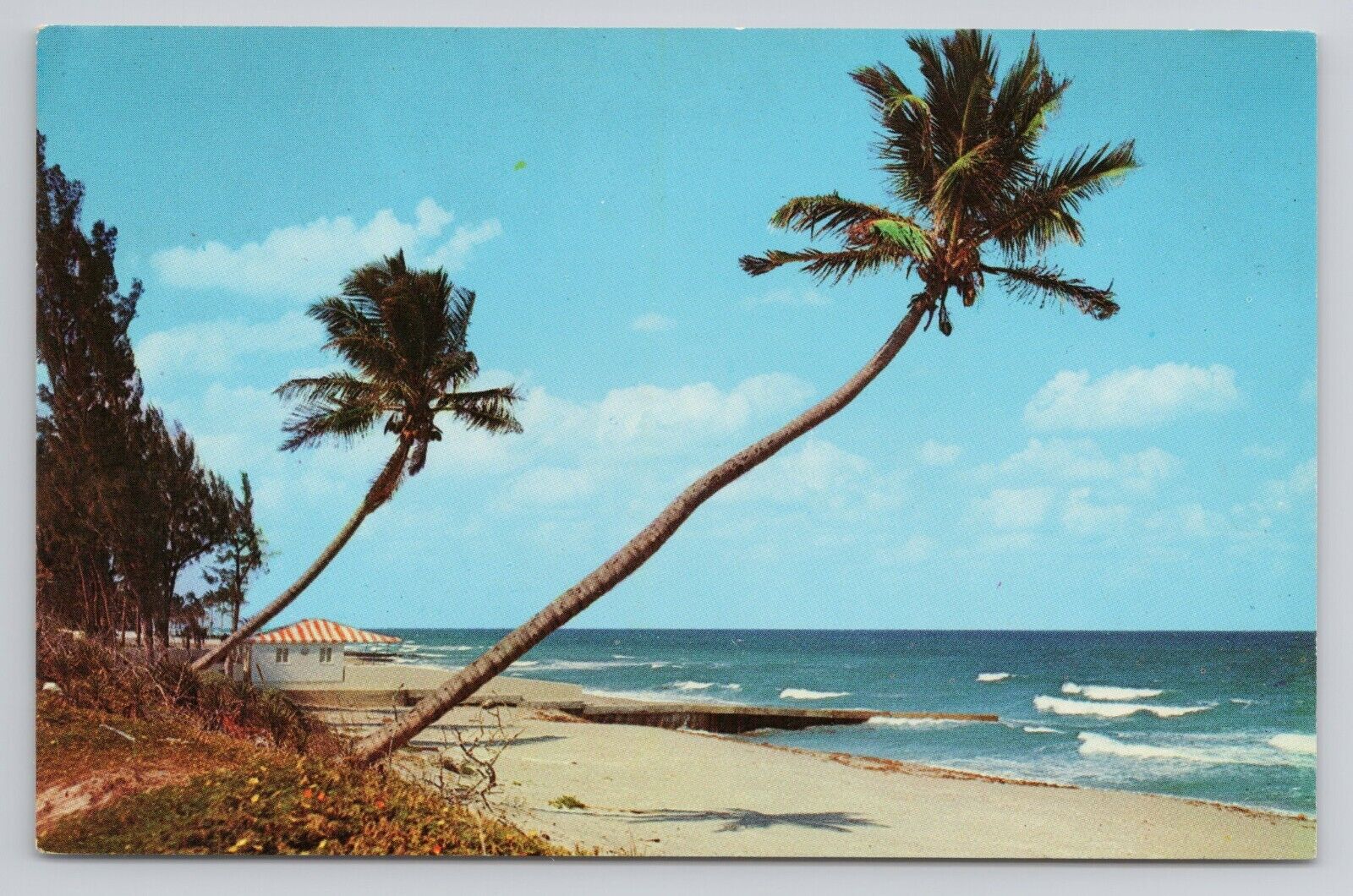 Whispering Palms on the Florida Coast Chrome Postcard 1008