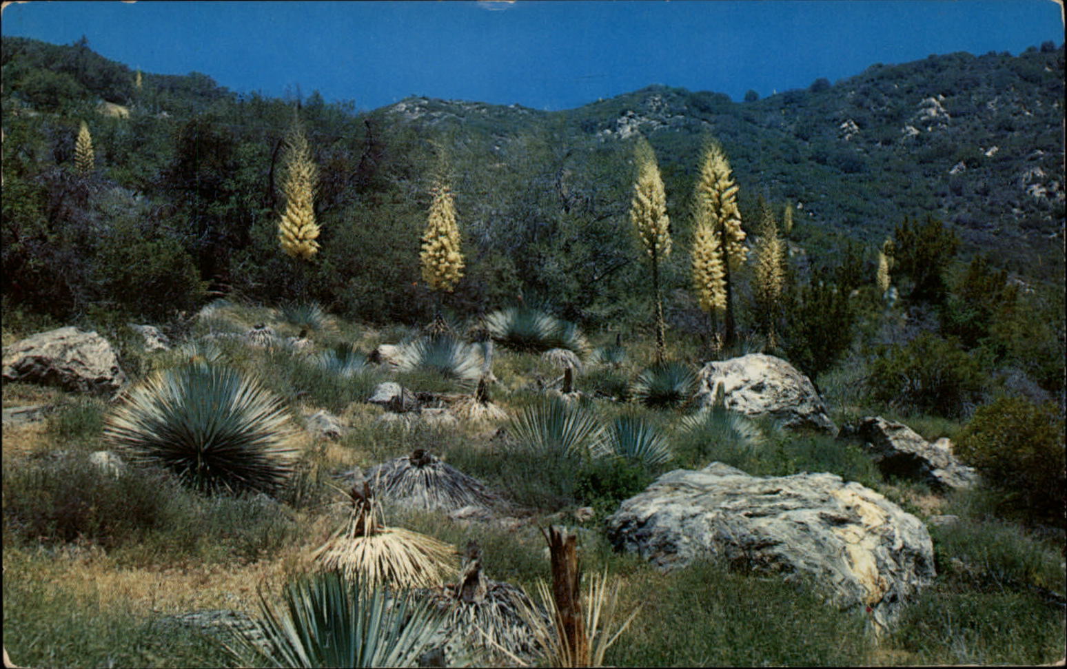California Native Yucca Bloom ~ postcard sku227
