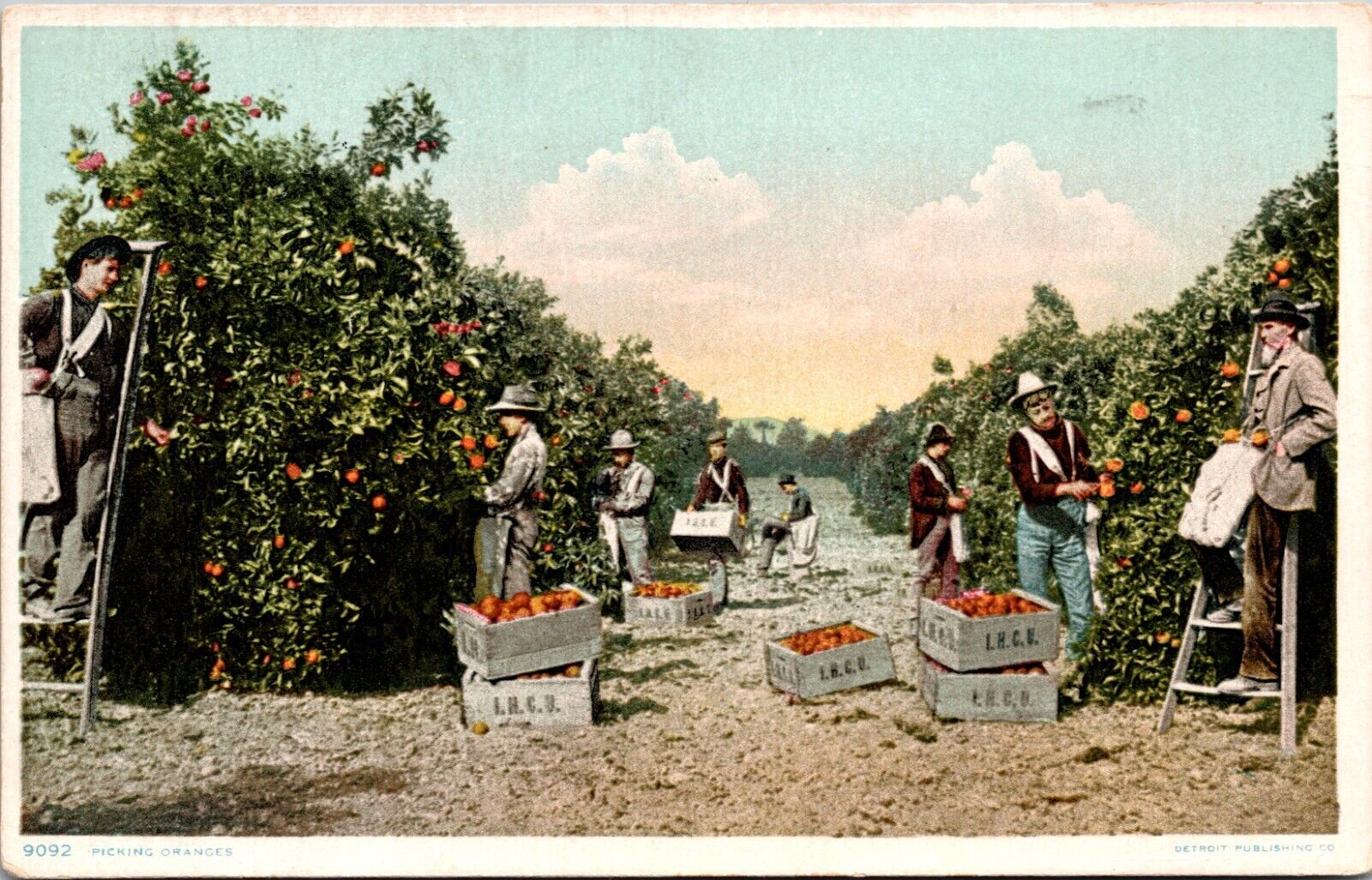 People Picking Oranges Wooden Crates Vintage Postcard