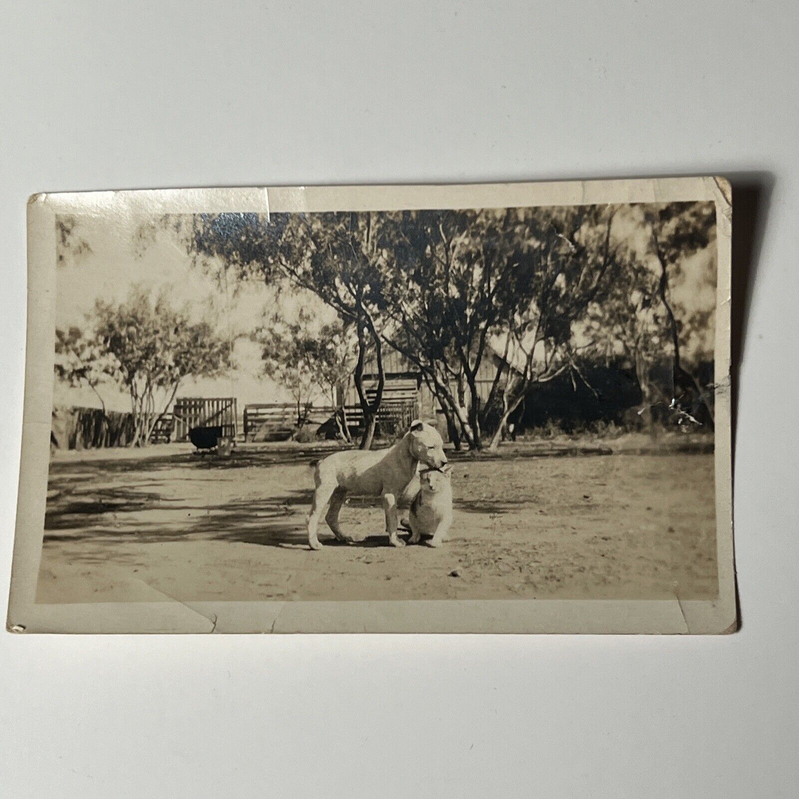 1920s PIT BULL DOG Playing w KITTEN cat vintage Snapshot Photo in Yard Outdoors