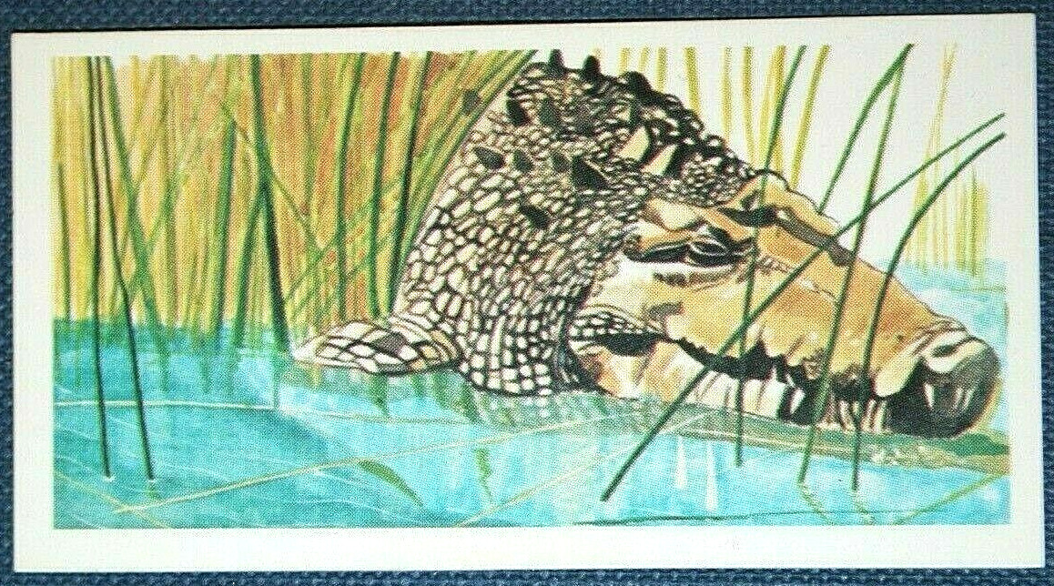 SALTWATER CROCODILE   Vintage 1970's Wildlife Art Card   FD17M