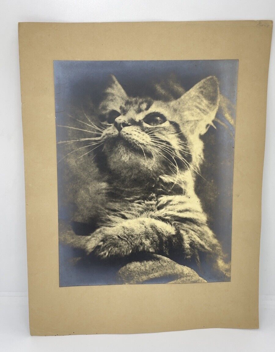 Antique Ernest Rawleigh Photograph Of A Cat Looking Up 