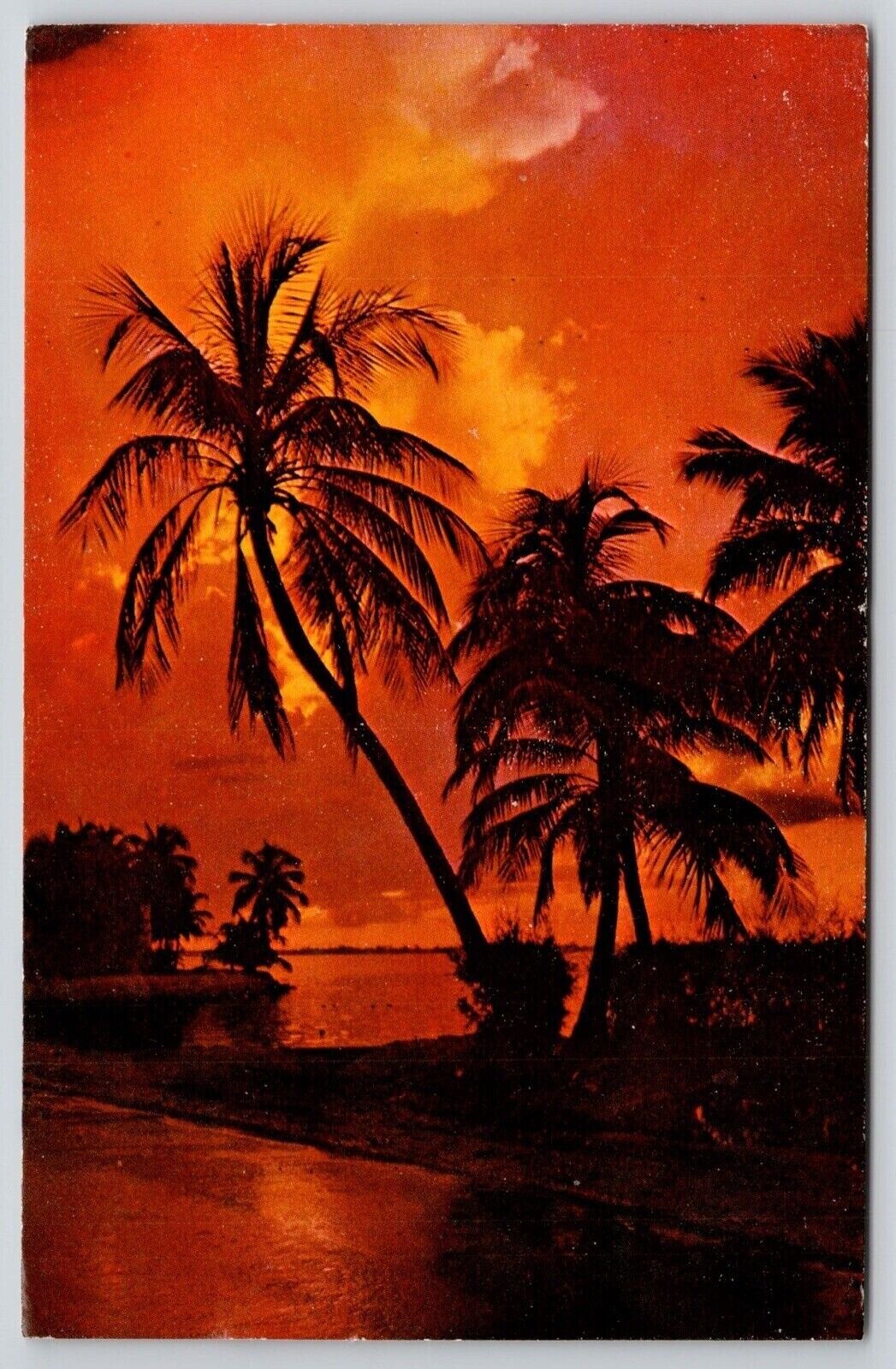 Florida Tropical Palms Waterfront Shore Street View FL Natural Color Postcard