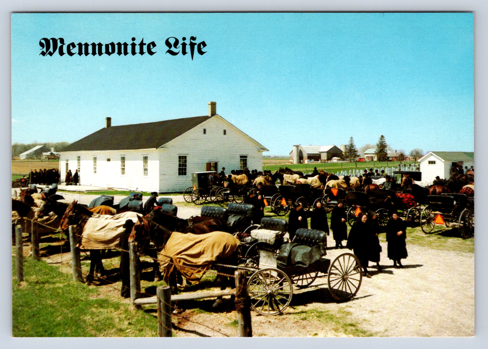 Vintage Postcard Mennonite Life Elmira Ontario