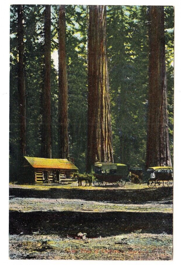 Riverside Cards, California Postcard, Giant Tree Mariposa Grove, Unposted