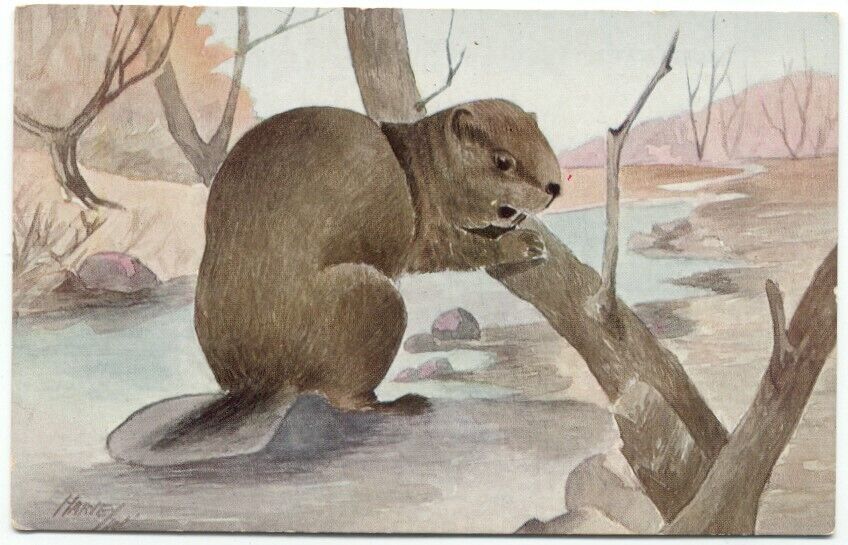 Canadian Beaver - Chas. K Reed Publisher Postcard