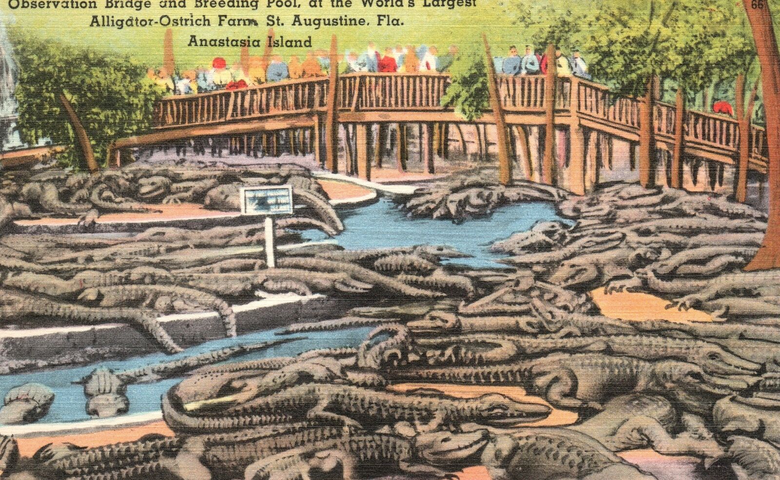 Vintage Postcard 1930\'s Breeding Pool Alligator Ostrich Farm St. Augustine Fla.