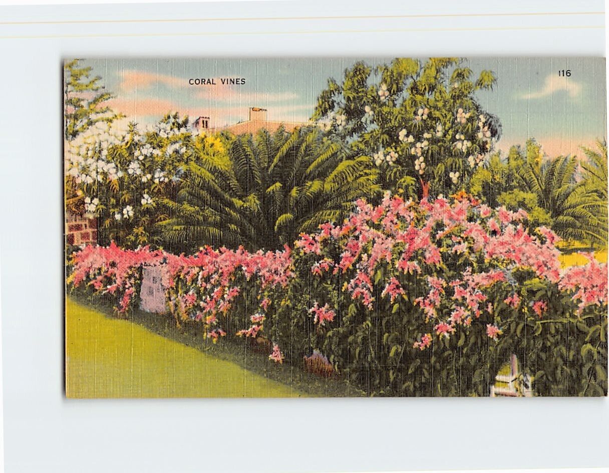 Postcard Coral Vines Florida USA