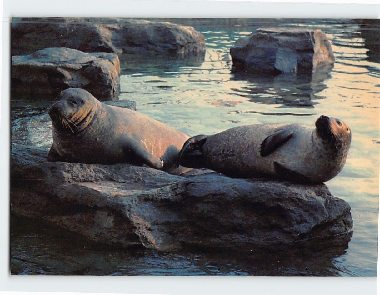 Postcard Harbor Seals National Aquarium in Baltimore Maryland USA