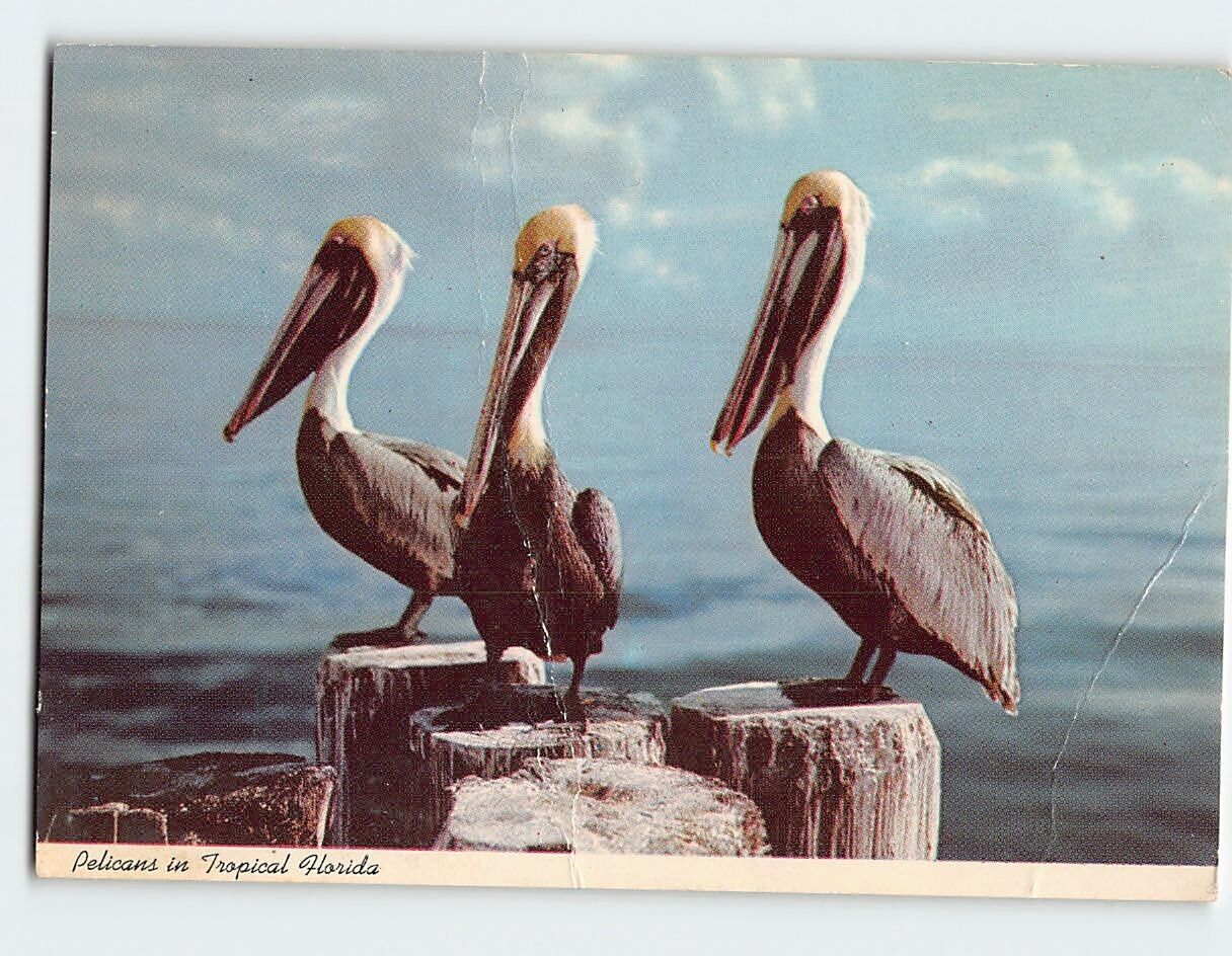 Postcard Pelicans in Tropical Florida