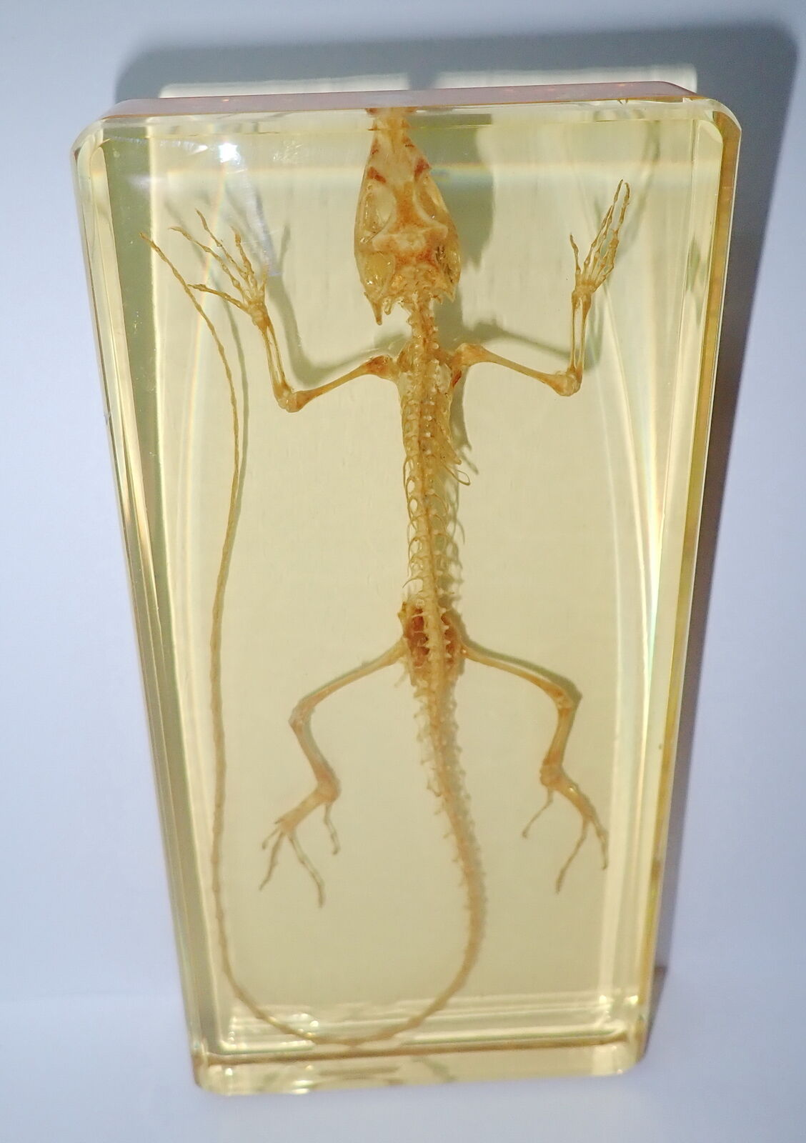 Oriental Garden Lizard Skeleton in Amber Clear Block Education Animal Specimen