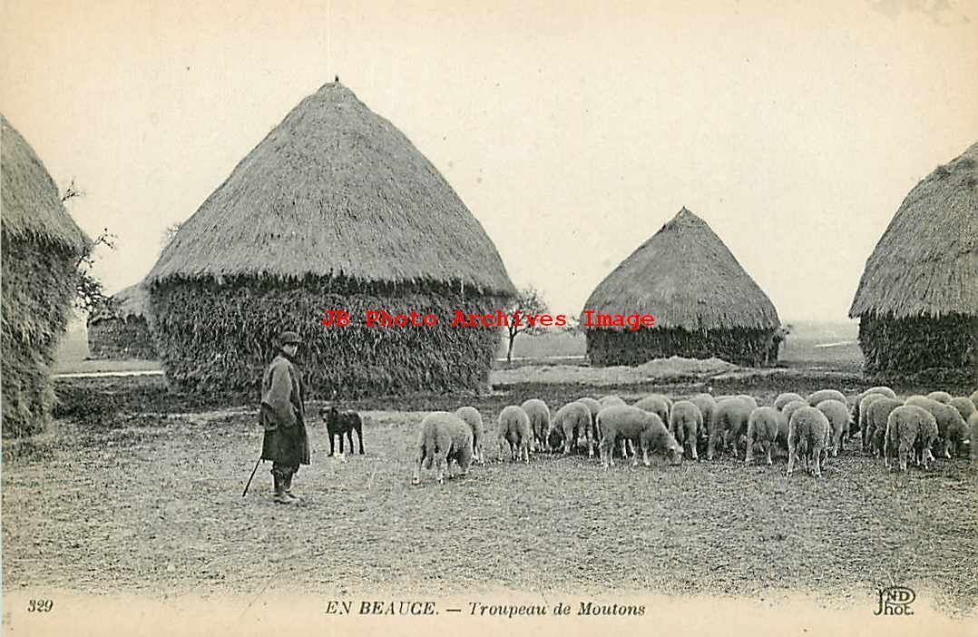 France, En Beauge, Troupeau de Moutons, Sheep on Farm, Neurdein No 329