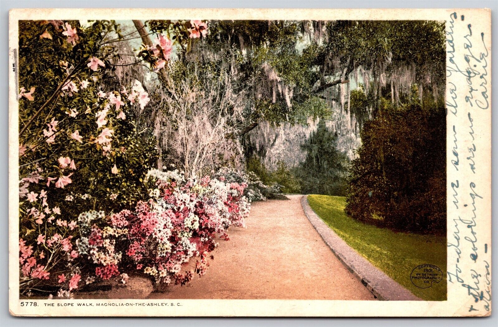 Postcard The Slope Walk, Magnolia on the Ashley SC 1907 L209
